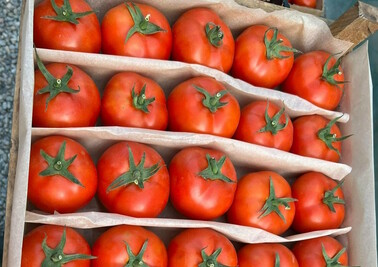 Поставка отборных помидор